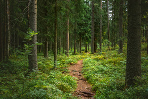 Why the best mushrooms grow in Finland